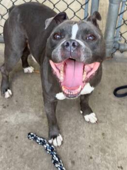 Cousteau -  Pit Bull Terrier Dog for Adoption in Chicago, Illinois - Cousteau | PetCurious