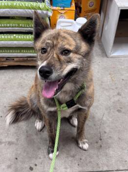 Rocky -  Husky and Shepherd Dog for Adoption in Hackensack, Minnesota - Rocky | PetCurious