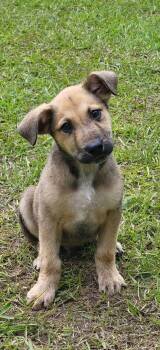 Mixed Breed Dogs Available for Adoption in Marion, Mississippi - Danny | PetCurious