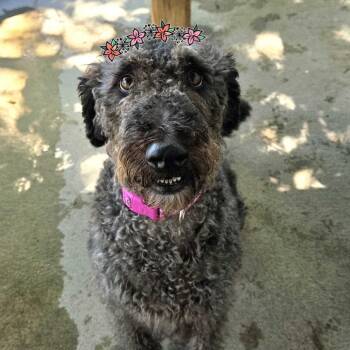 Roan -  Standard Poodle and Black Labrador Retriever Dog for Adoption in Louisville, Kentucky - Roan | PetCurious