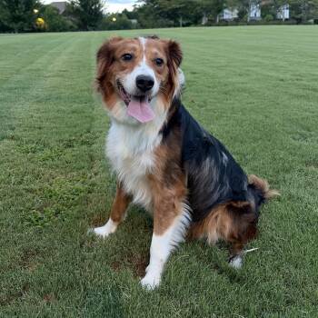 Shelly 22759 -  Australian Shepherd and Mixed Breed Dog for Adoption in Cumming, Georgia - Shelly 22759 | PetCurious
