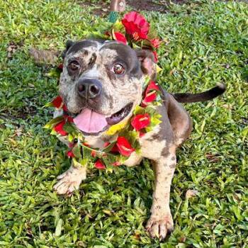 Pit Bull Terrier and Mixed Breed Dogs Available for Adoption in Honolulu, Hawaii - Terra | PetCurious