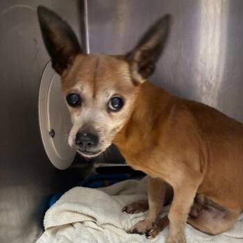 Miguel -  Chihuahua Dog for Adoption in Northbrook, Illinois - Miguel | PetCurious