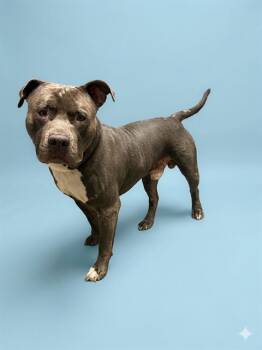 Mixed Breed Dogs Available for Adoption in Jacksonville, Florida - HASHBROWN | PetCurious