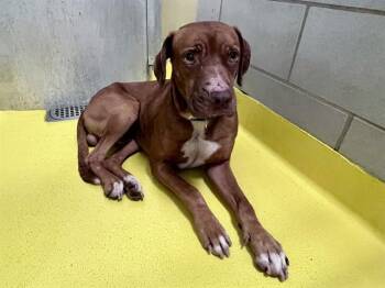 FRANKIE -  Mixed Breed Dog for Adoption in Dallas, Texas - FRANKIE | PetCurious