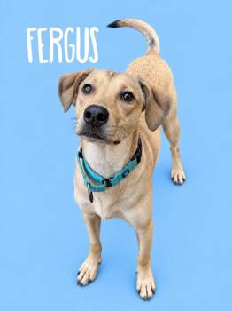 Furgus -  Mixed Breed Dog for Adoption in Rutherfordton, North Carolina - Furgus | PetCurious