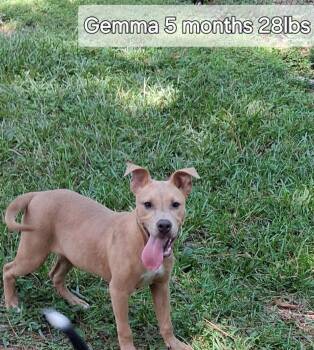 Rescue Labrador Retriever and Pit Bull Terrier Dogs for Adoption in Ringwood, New Jersey - Gemma | PetCurious