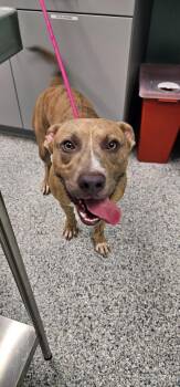 Geo -  Terrier Dog for Adoption in Athens, Tennessee - Geo | PetCurious