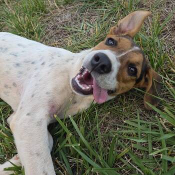Babs -  Hound Dog for Adoption in Wake Forest, North Carolina - Babs | PetCurious