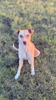 Rescue Yellow Labrador Retriever Dogs for Adoption in Pottsboro, Texas - Boo | PetCurious