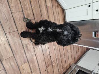 Bernadoodle Dogs Available for Adoption - Elvis | PetCurious