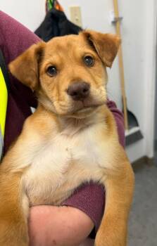 Zoomer -  Labrador Retriever and Husky Dog Available for Adoption in Yellowknife, Northwest Territories - Zoomer | PetCurious