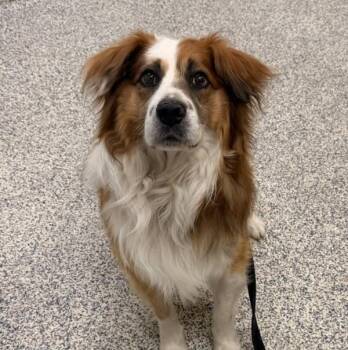 Neko -  Australian Shepherd and Australian Cattle Dog Blue Heeler Dog for Adoption in Golden, Colorado - Neko | PetCurious