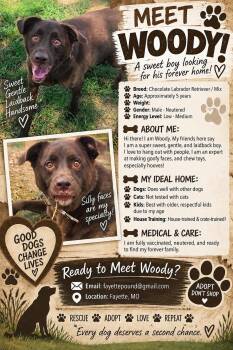 Woody -  Labrador Retriever Dog for Adoption in Fayette, Missouri - Woody | PetCurious
