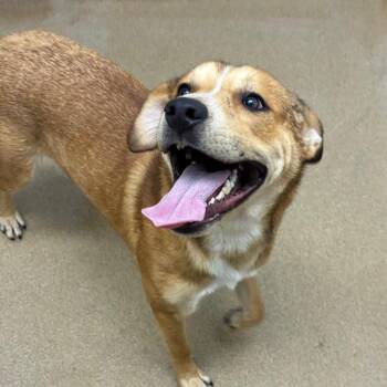 Robin -  Labrador Retriever and Mixed Breed Dog Available for Adoption in Corpus Christi, Texas - Robin | PetCurious