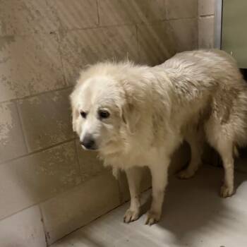 Rescue Mixed Breed Dogs for Adoption in Milton, Florida - SAS-A-86912 | PetCurious