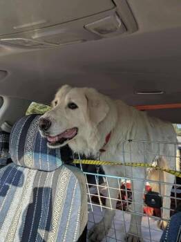 Rescue Great Pyrenees Dogs for Adoption in Wando, South Carolina - Whitney | PetCurious