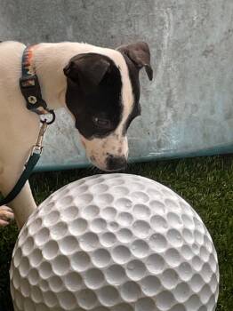 Alexa -  Fox Terrier Dog for Adoption in Elgin, Illinois - Alexa | PetCurious