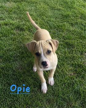 Opie Mayberry -  Pit Bull Terrier Dog for Adoption in Redfield, Arkansas - Opie Mayberry | PetCurious