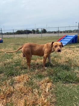Tobias -  Mixed Breed Dog for Adoption in Bossier City, Louisiana - Tobias | PetCurious