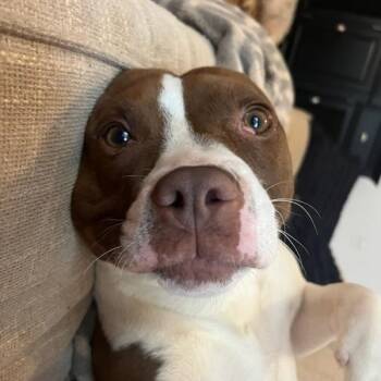 Rescue Boxer Dogs for Adoption in Auburn, Georgia - Charlie | PetCurious