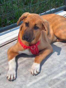 Bayou -  Mastiff and Great Pyrenees Dog for Adoption in Bolivar, Missouri - Bayou | PetCurious