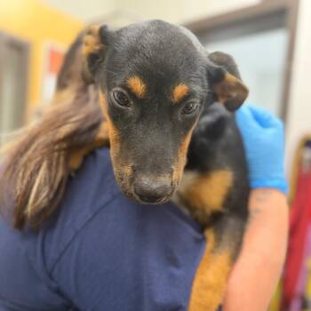 Waffles -  Mixed Breed Dog for Adoption in Columbiana, Alabama - Waffles | PetCurious