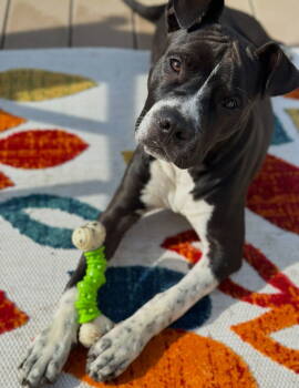 Rescue Boxer and Pit Bull Terrier Dogs for Adoption in Ocean Township, New Jersey - Spade | PetCurious