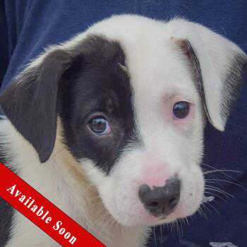 Antsy -  Border Collie and American Staffordshire Terrier Dog for Adoption in Huntley, Illinois - Antsy | PetCurious