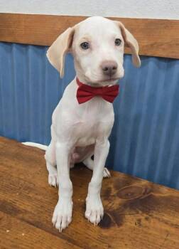 Arthur (TX) -  Beagle Dog for Adoption in New York, New York - Arthur (TX) | PetCurious