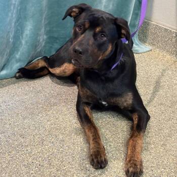 Murphy -  Rottweiler and Cattle Dog Dog for Adoption in San Gabriel, California - Murphy | PetCurious