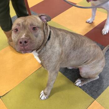 Pit Bull Terrier Dogs Available for Adoption - Boogie | PetCurious