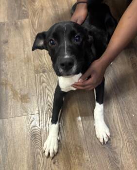 Dumplin -  Labrador Retriever Dog for Adoption in Cairo, Georgia - Dumplin | PetCurious