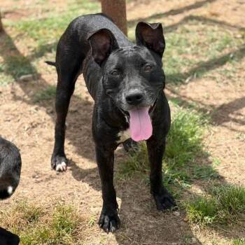 Mixed Breed Dogs Available for Adoption in Lutz, Florida - Kacie | PetCurious