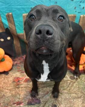 Rescue Pit Bull Terrier Dogs for Adoption in Central Islip, New York - Gracie Tag #1368 | PetCurious