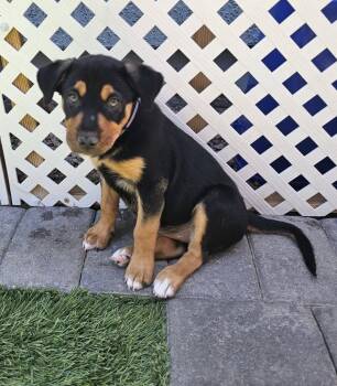 Allison -  Shepherd Dog for Adoption in Mesa, Arizona - Allison | PetCurious