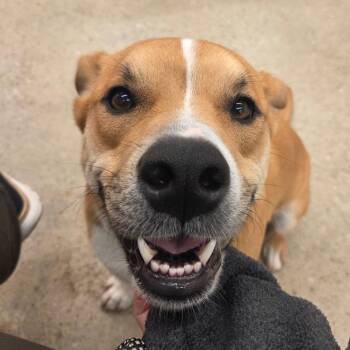 Mixed Breed Dogs Available for Adoption in Bentonville, Arkansas - Dash Orion | PetCurious