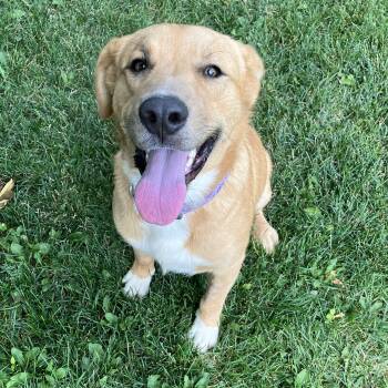 Marty -  Retriever Dog for Adoption in Fort Collins, Colorado - Marty | PetCurious