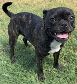 MOCHA -  Boston Terrier and Pug Dog for Adoption in Dallas, Texas - MOCHA | PetCurious