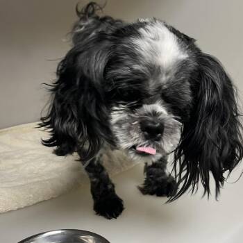 Pekingese Dogs Available for Adoption in Harrisonburg, Virginia - 70913 | PetCurious