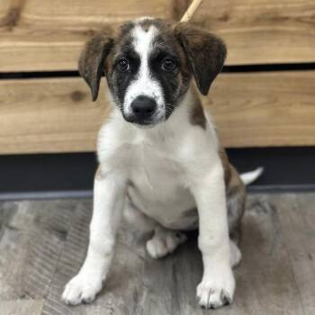 Spaniel and Plott Hound Dogs Available for Adoption in Atlanta, Texas - Everleigh  | PetCurious