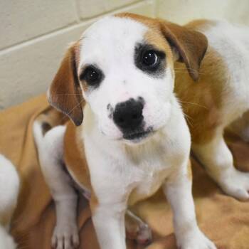 Mixed Breed Dogs Available for Adoption in St. Petersburg, Florida - Ross | PetCurious