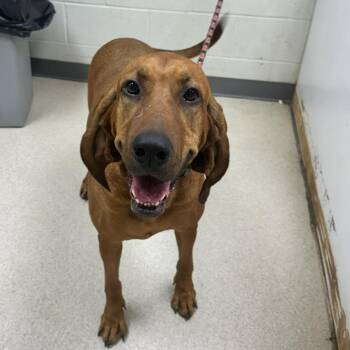 Jackie -  Redbone Coonhound and Bloodhound Dog for Adoption in Jasper, Indiana - Jackie | PetCurious