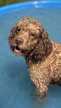 Cavalier King Charles Spaniel Dogs Available for Adoption in Woodlawn, Tennessee - Cavi | PetCurious