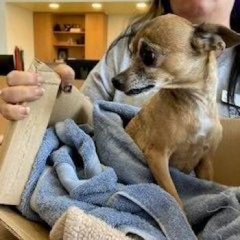 YORK-Stray-15991 -  Chihuahua Dog for Adoption in York, Pennsylvania - YORK-Stray-15991 | PetCurious