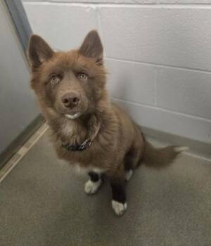 Moona -  Siberian Husky Dog for Adoption in Salt Lake City, Utah - Moona | PetCurious