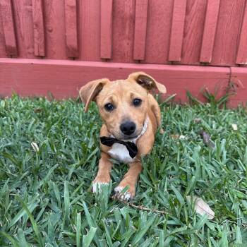 Chihuahua Dogs Available for Adoption in Houston, Texas - Jasper | PetCurious