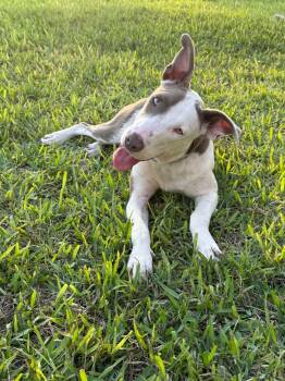 Nani -  Pit Bull Terrier Dog for Adoption in Boise, Idaho - Nani | PetCurious