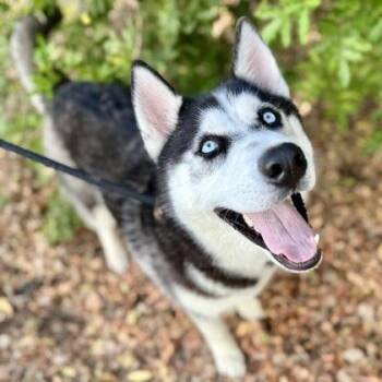 Siberian Husky and Mixed Breed Dogs Available for Adoption in Largo, Florida - Azriel | PetCurious