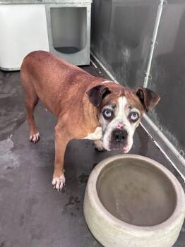Booty -  Boxer and Mixed Breed Dog for Adoption in Burgaw, North Carolina - Booty | PetCurious